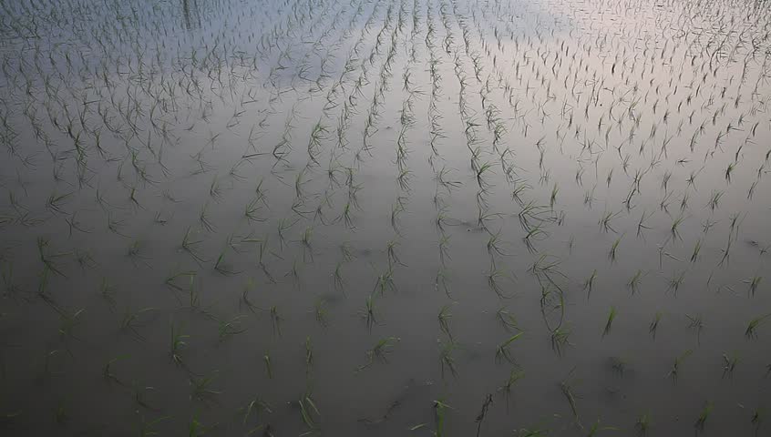 young rice sapling in the field near sunset