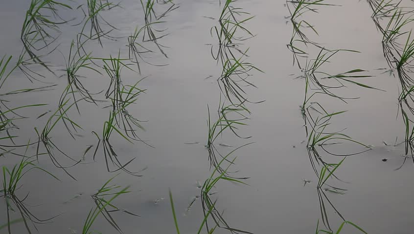 young rice sapling in the field near sunset