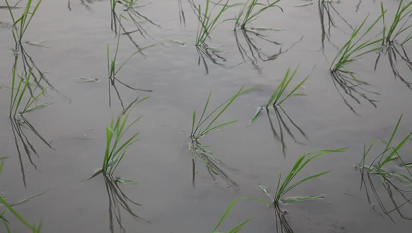 young rice sapling in the field near sunset