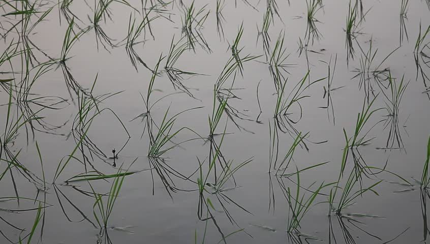 young rice sapling in the field near sunset