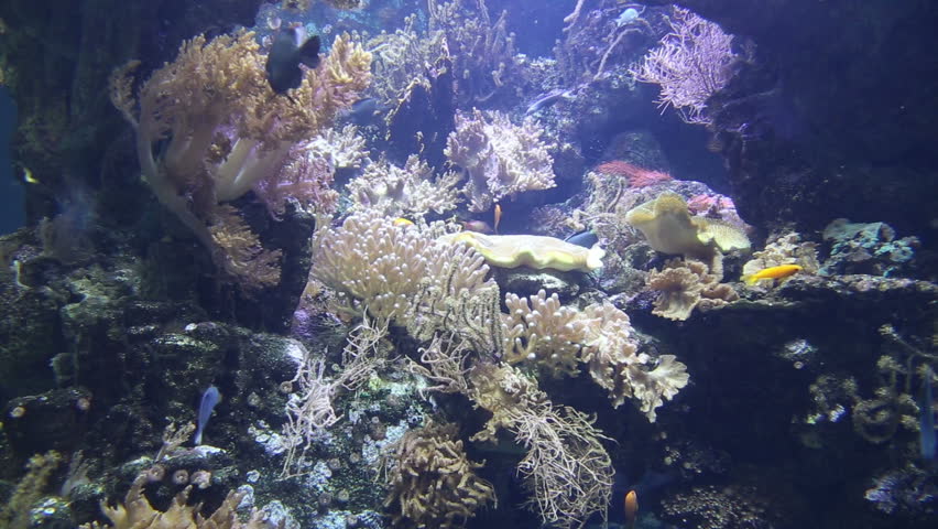 coral life underwater video 1080p