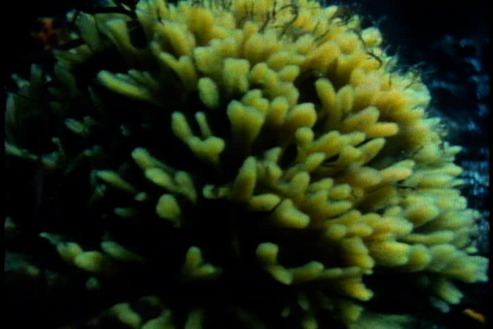 CAPE COD, MASSACHUSETTS - CIRCA OCTOBER 1980: Sulfur sponge with many skeleton shrimp living on it.