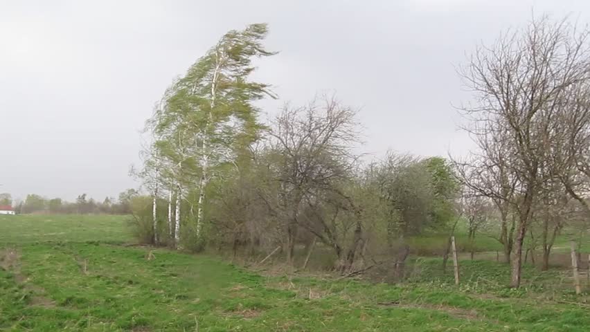 Hurricane, Frequent gusts of wind - the beginning of the hurricane.
