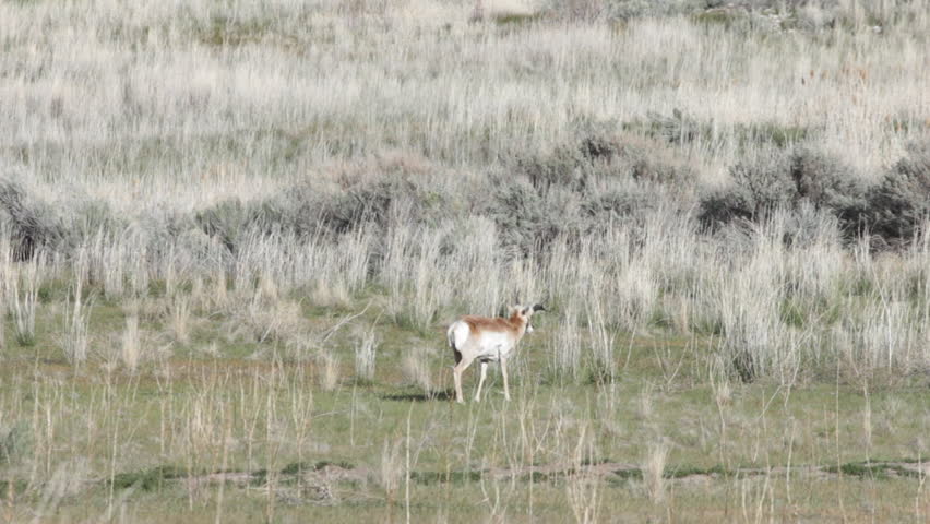 Antelope on Antelope Island State Park.