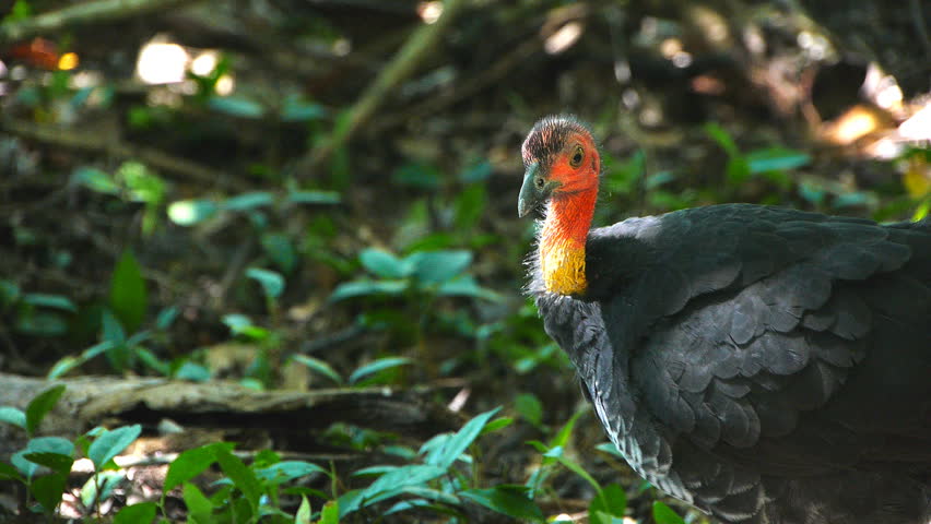 close up shot of an australian brushturkey (Alectura lathami) in the rain forest at cape tribulation