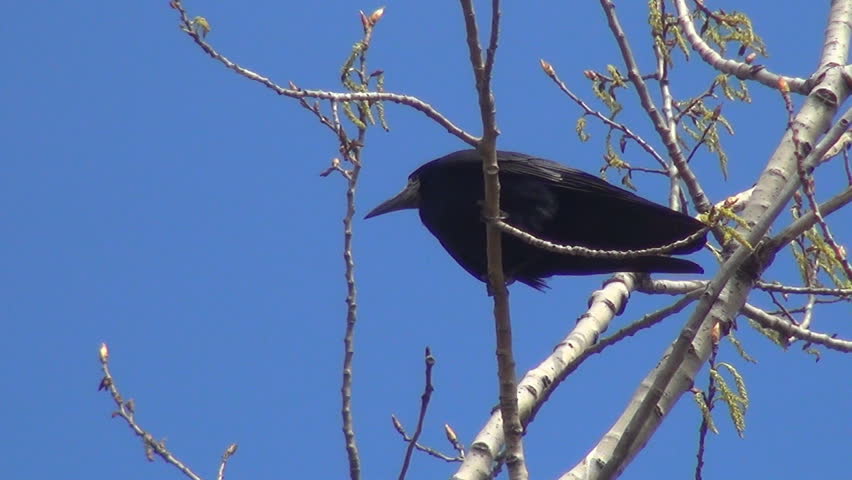 Crow Sitting on a Bare Branch then Fly Away, Crowing Raven in Tree, Black Bird