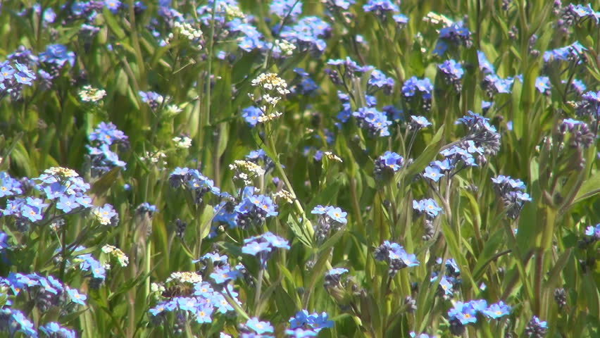 Bee Pollinating a Forget me not Flower, Bees Gathering Pollen, Macro