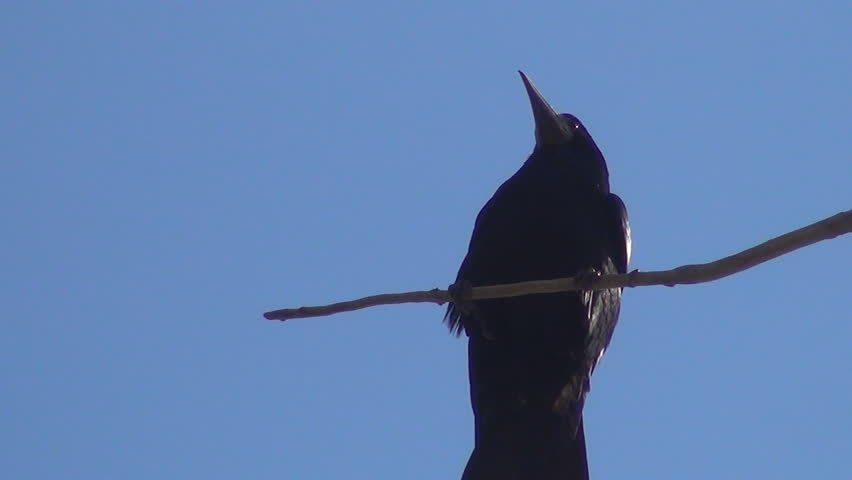 Crow Sitting on a Bare Branch then Fly Away, Raven in Tree, Black Bird, Close up