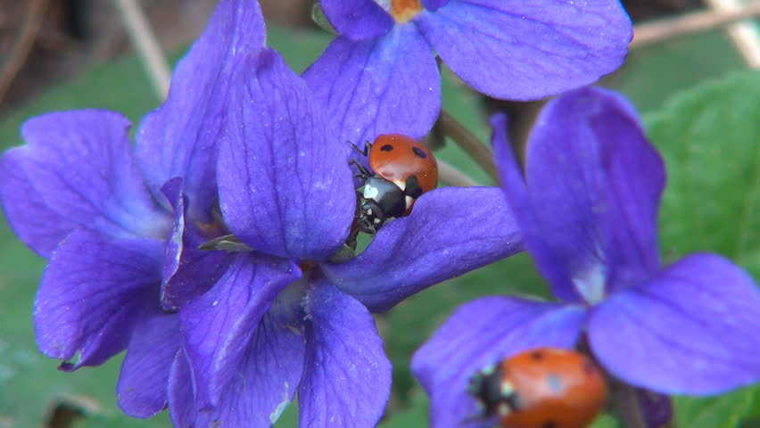 Ladybugs on Field Flowers on Meadow, Walking Ladybird on Lawn, Bug, Macro