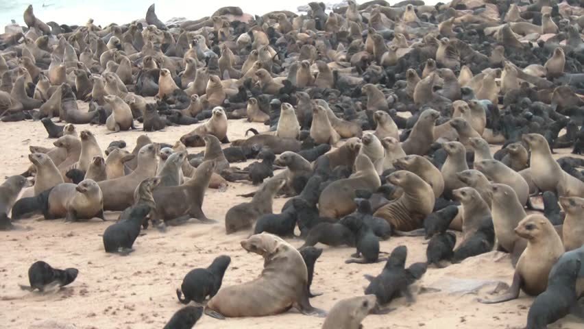 colony of seals on Cape Cross, Namibia,