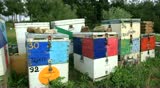 Travelling lateral shot of Greek nature. Wooden beehives on meadow. Full HD 1920 x 1080 dolly shot