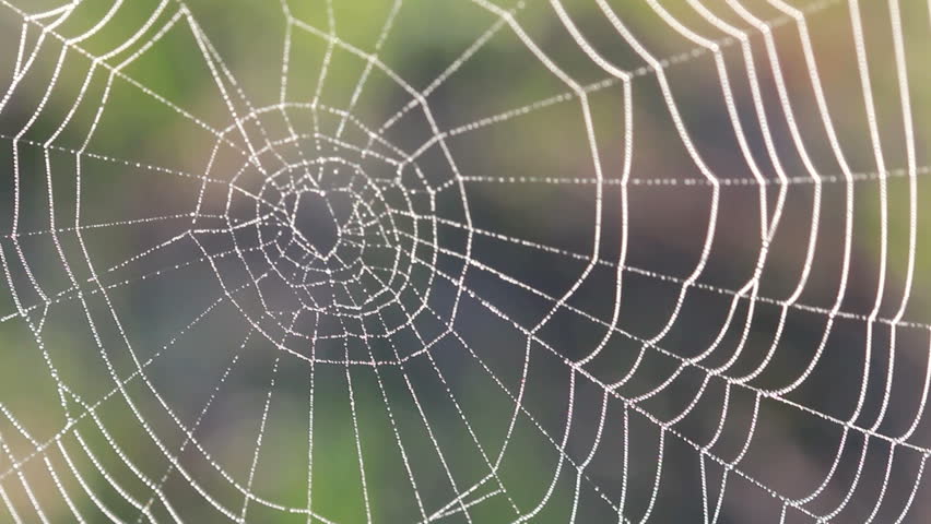 Spider web with water drops