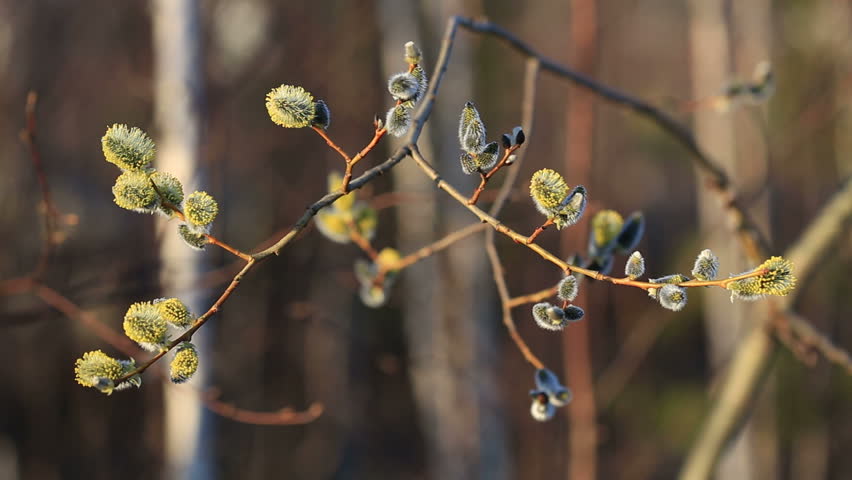  willow branch