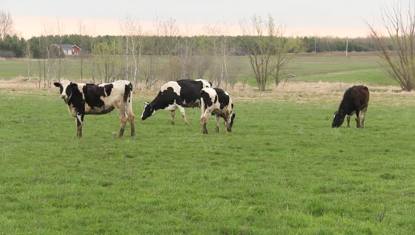 dairy cows grazing on a green pasture