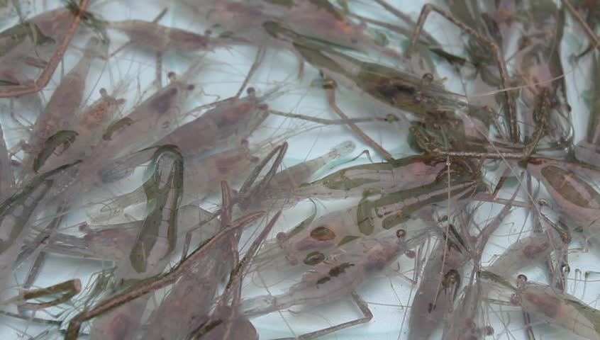 shrimp swimming in water