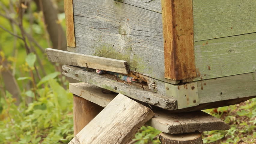 Hive. The bees in the apiary 