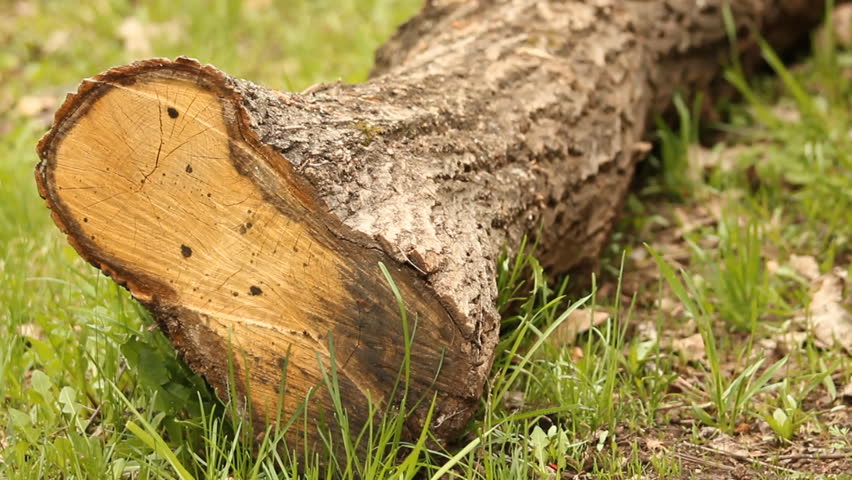 Cut down a tree. Forestry 