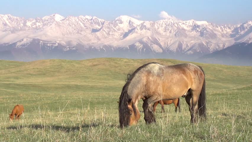Horse on a hilly pasture. Small herd Grazing on a Beautiful background of snowy Mountains. Motion at a rate of 240 fps