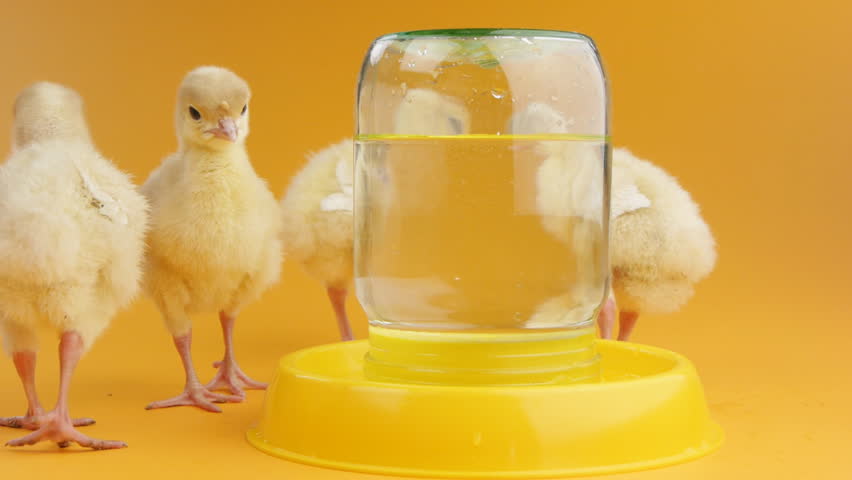 Little chicks drinking water