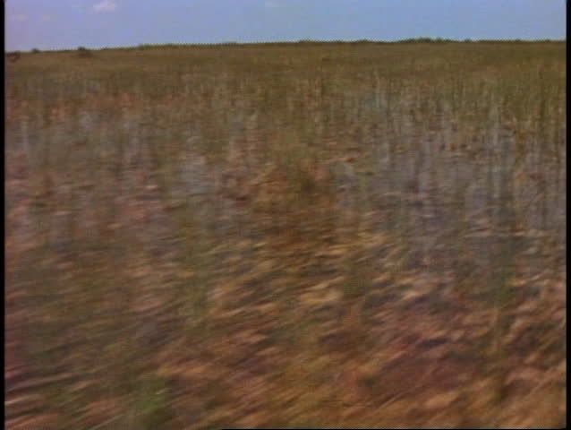 Everglades airboat ride, POV from front of boat sailing out fast over the sawgrass