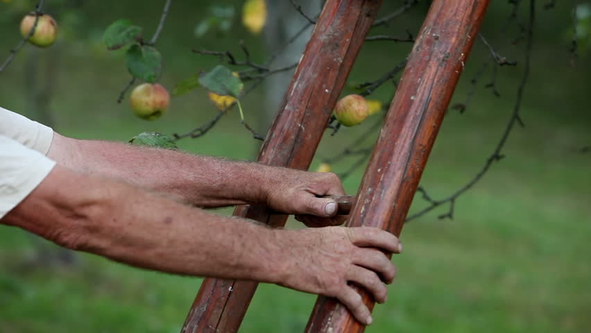 Close up of an older man climbing ladder and picking apples