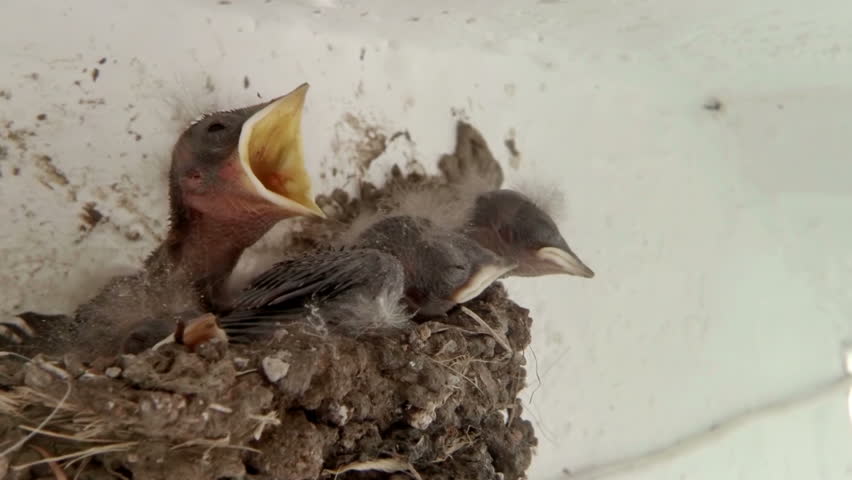 Barn Swallow Chicks Being Fed with Ambient Audio.