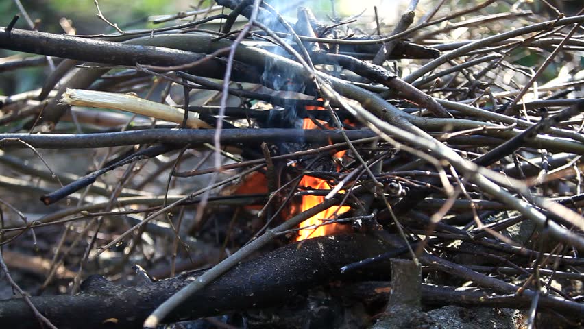 Campfire with sound. The branches of the trees are burned. 