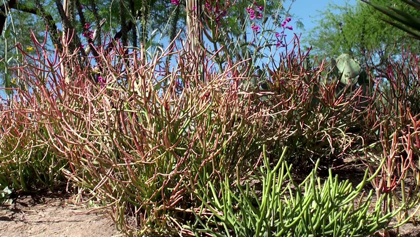 The Garden of Cactus & Succulent plant.