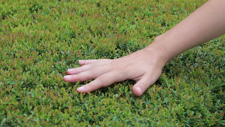 Video 1920x1080 - Trimmed bush in the garden and hand