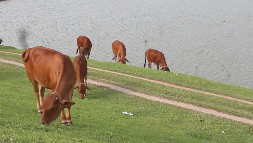cow