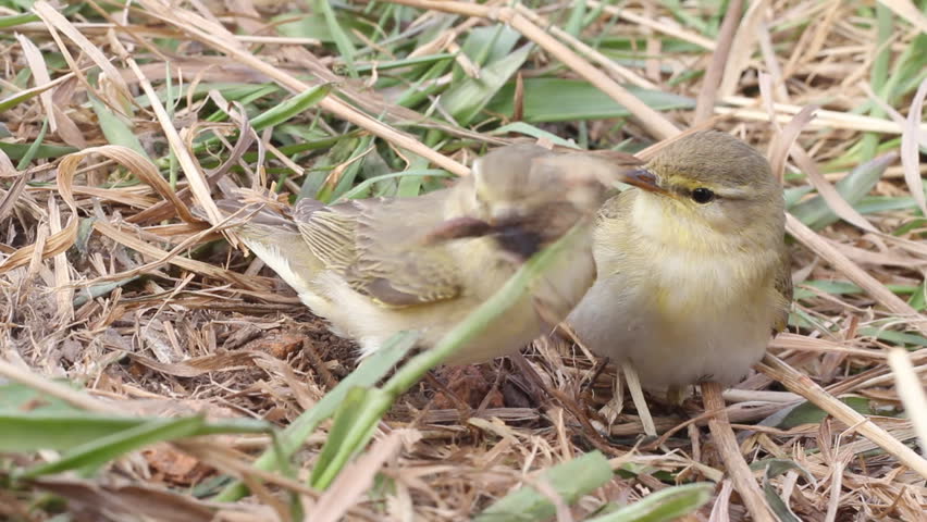 two willow warblers divide among themselves a catch