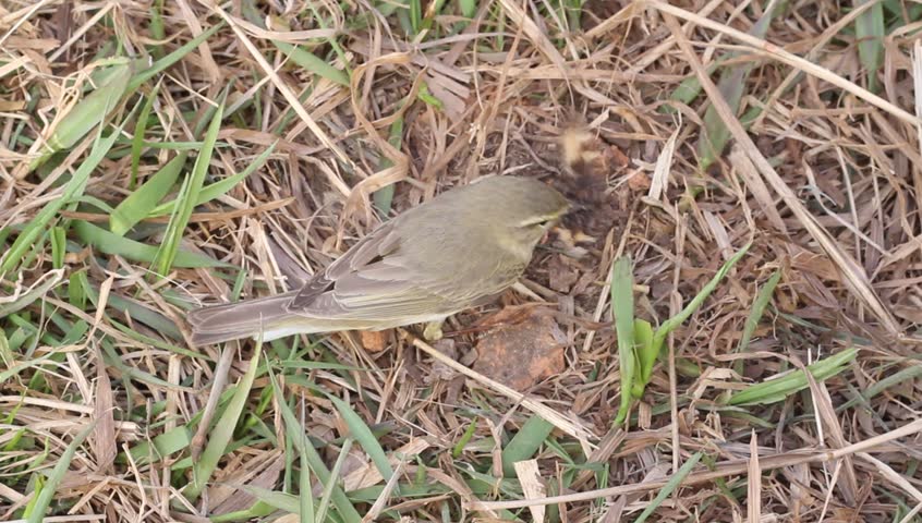 willow warbler eats the caught butterfly