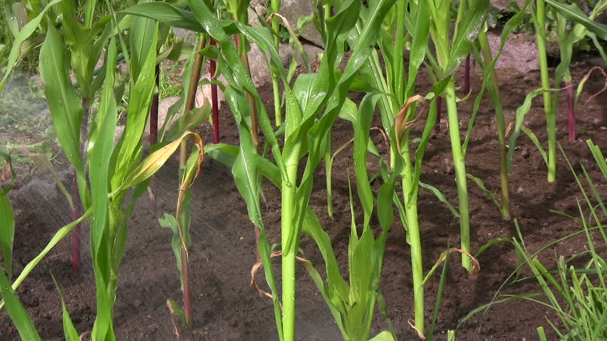 Planting corn/maize water