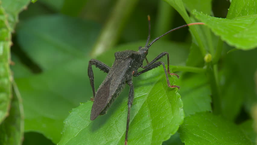 A Leaf-footed Bug (Acanthocephala terminalis) waits for prey on a leaf.