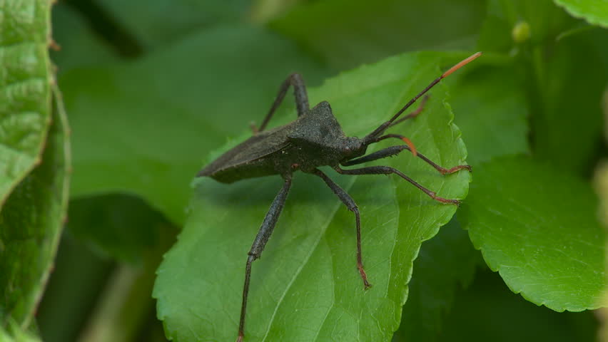 A Leaf-footed Bug (Acanthocephala terminalis) waits for prey on a leaf.