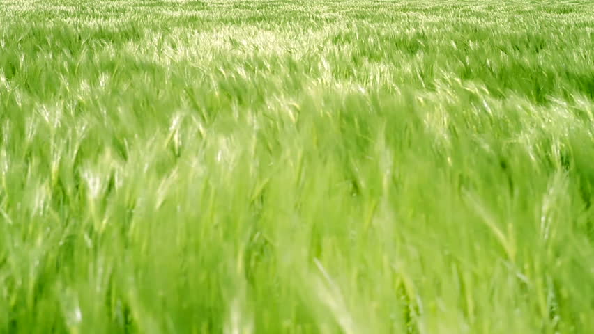 Green Grass Field Waves Moved by Summer Wind Nature Crane Shot Background HD