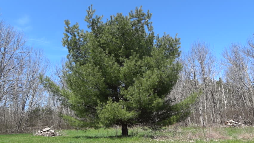 Pine tree in a field. Bee flies by camera. Slow motion.
