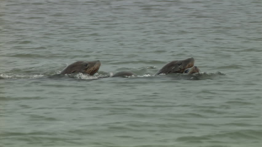 Sea lions swim in the water