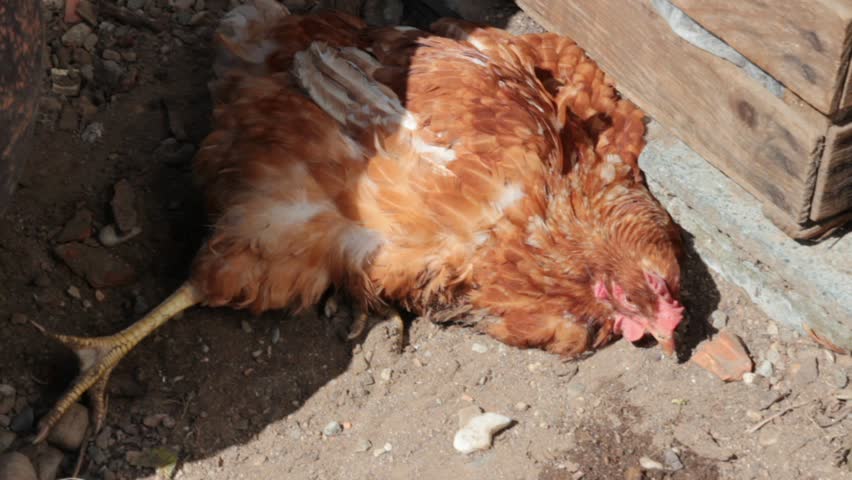 Ill hen eating. The disease Newcastle is a major killer of poultry in developing countries