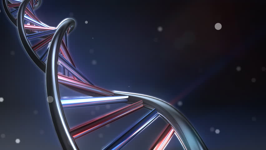 DNA loop