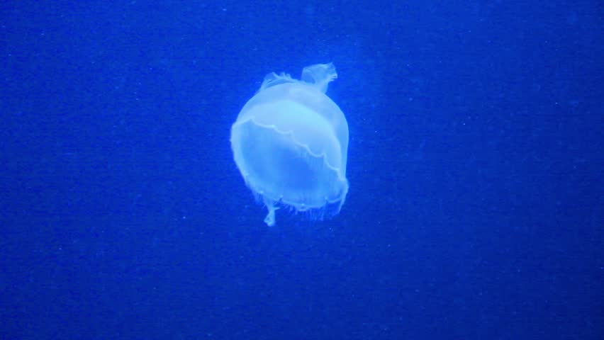 Jellyfish floating