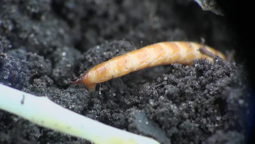 Beetle larva burrows into the ground
