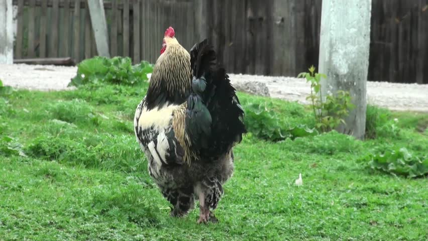 Proud rustic rooster