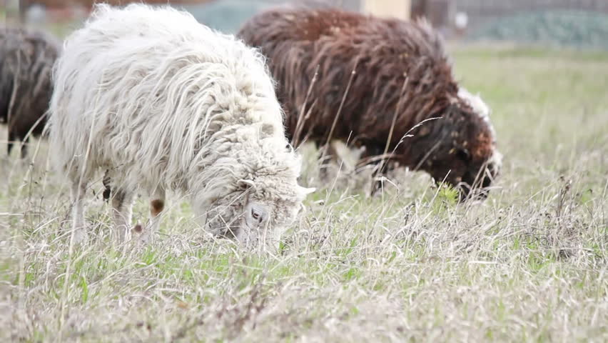 In the foreground is white sheep eating grass