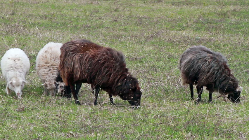 A herd of sheep eating fresh grass 