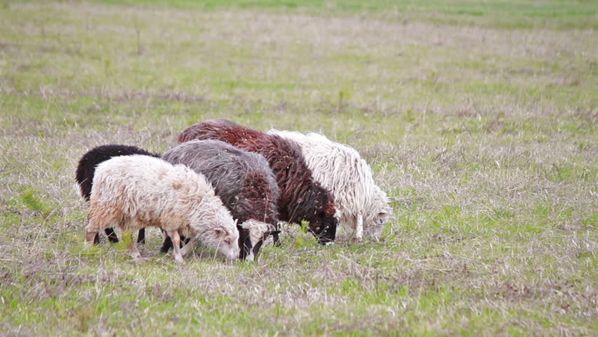 Sheep eat grass