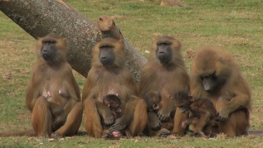Mothers & Babies Meeting ~ A group of Guinea Baboons sit side by side whilst nursing and tending to their babies.