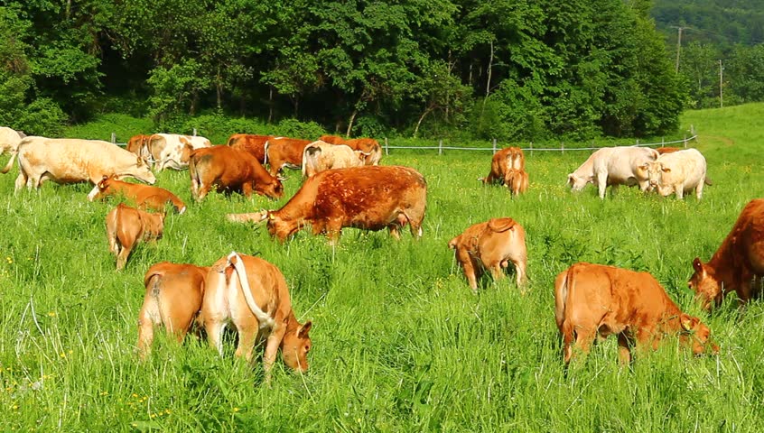 Calf and cows on the spring pasture grazing grass.