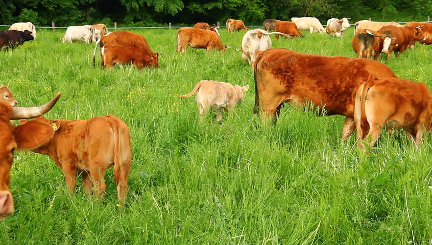 Livestock on the pasture.