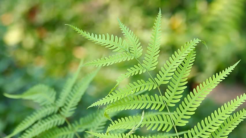 Fern green